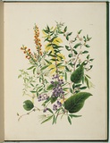 Artist: b'Charsley, Fanny Anne.' | Title: b'Daviesia ulicina, hardenbergia monophylla, acacia oxycedrus, clematis microphylla and leptospermum l\xc3\xa6vigatum.' | Date: 1867 | Technique: b'lithograph, printed in black ink, from one stone; handcoloured'