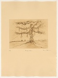 Artist: Pople, Rodney. | Title: Pussy willow | Date: 2002 | Technique: etching, printed in brown ink with plate-tone, from one plate