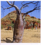 Artist: b'Rose, David.' | Title: b'Baobab near Kununurra' | Date: 1988 | Technique: b'screenprint, printed in colour, from multiple stencils'