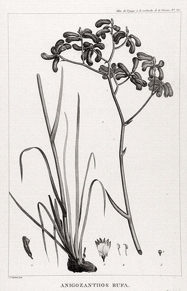 Title: b'Anigozanthos rufa' | Date: 1800 | Technique: b'engraving, printed in black ink, from one copper plate'