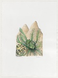 Artist: Bradhurst, Jane. | Title: Argyle cycad, Kimberley. | Date: 1995 | Technique: lithograph, printed in colour, from multiple stones