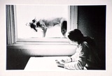 Artist: b'Hall, Judith.' | Title: b'Postcard: (Dog at the window)' | Date: 1985 | Technique: b'photo-offset-lithograph'