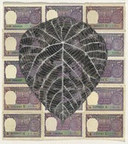 Artist: HALL, Fiona | Title: Macranga peltata  (Indian currency) | Date: 2000 - 2002 | Technique: gouache | Copyright: © Fiona Hall