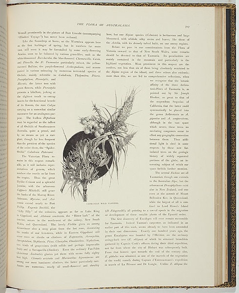 Title: b'Tasmanian wild flowers' | Date: 1886 | Technique: b'woodengravings, printed in black ink, from one block; letterpress text'