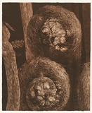 Artist: Mellor, Danie. | Title: Cyathea Cooperi | Date: 2004 | Technique: mezzotint, printed in brown ink, from one plate