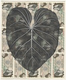 Artist: b'HALL, Fiona' | Title: b'Philodendron gloriosum - Satin leaf (Colombian currency)' | Date: 2000 - 2002 | Technique: b'gouache' | Copyright: b'\xc2\xa9 Fiona Hall'