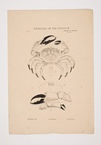 Artist: UNKNOWN | Title: Museum Zoology of Vic (crustacea) | Technique: lithograph, printed in colour, from six stones