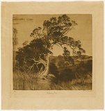 Artist: b'van RAALTE, Henri' | Title: b'The leaning tree' | Date: c.1927 | Technique: b'aquatint, printed in brown ink, from one plate'