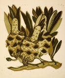 Artist: OGILVIE, Helen | Title: Greeting card: Banksia. (Print designed as christmas card). | Date: c.1951 | Technique: linocut, printed in colour, from multiple blocks