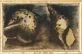 Artist: Fanning, Joan. | Title: Sea Shells | Date: c. 1950s | Technique: lithograph, printed in colour, from multiple stones