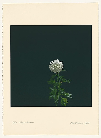 Artist: b'Rose, David.' | Title: b'Chrysanthemum' | Date: 1980 | Technique: b'screenprint, printed in colour, from multiple stencils'