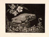 Artist: b'LINDSAY, Lionel' | Title: b'The garden frog' | Date: 1924 | Technique: b'wood-engraving, printed in black ink, from one block' | Copyright: b'Courtesy of the National Library of Australia'