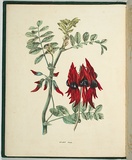 Artist: De Mole, Fanny. | Title: Sturt pea. | Date: 1861 | Technique: lithograph, printed in black ink, from one stone; hand-coloured