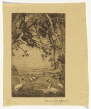 Artist: b'Montgomery, Anne.' | Title: b'(Geese)' | Date: (1930s) | Technique: b'etching, aquatint printed in brown ink with plate-tone, from one plate'