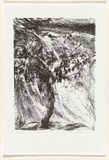 Artist: NICOLSON, Noel | Title: Draped vine | Date: 1998 | Technique: lithograph, printed in black ink, from one stone