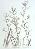 Artist: PINKAS, Anne | Title: Kangaroo paw II | Date: 1988 | Technique: offset-lithograph, printed in dark green ink, from one stone