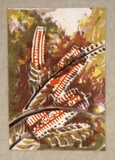Artist: Palmer, Ethleen. | Title: (Banksia flowers) | Date: c.1955 | Technique: screenprint, printed in colour, from multiple stencils