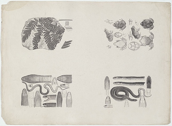 Artist: b'Hamel, Julius.' | Title: b'Proof sheet of four images of reptiles, frogs and fossils.' | Date: 1878 | Technique: b'lithograph, printed in black ink, from one stone'