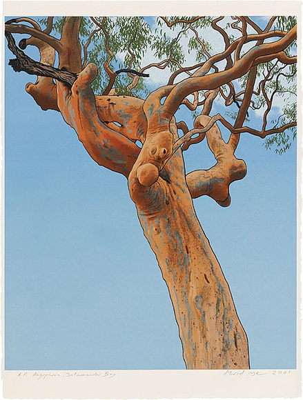 Artist: b'Rose, David.' | Title: b'Angophora, Salamander Bay' | Date: 2001 | Technique: b'screenprint, printed in colour, from multiple stencils'