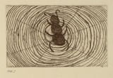 Artist: b'Jones, April.' | Title: b'Barndi (spider)' | Date: 1994, October - November | Technique: b'etching, printed in black ink, from one plate'