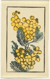 Artist: b'Allport, C.L.' | Title: b'(Wattle branch).' | Date: c.1930 | Technique: b'linocut, printed in colour, from multiple blocks'