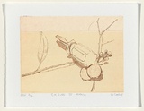 Artist: b'Cooke, Warren.' | Title: b'S.K. rude IV adolla' | Date: 1999, 15 October | Technique: b'etching, printed in sepia ink, from one plate'