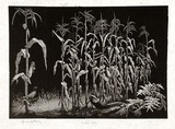 Artist: LINDSAY, Lionel | Title: Indian corn | Date: 1937 | Technique: wood-engraving, printed in black ink, from one block | Copyright: Courtesy of the National Library of Australia