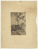Artist: PERCY, W.S. | Title: not titled [Tree and steps] | Date: c.1920 | Technique: etching, printed in black ink, from one plate