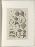 Title: b'Fossils of South Australia.' | Date: 1855-56 | Technique: b'engraving, printed in black ink, from one copper plate'