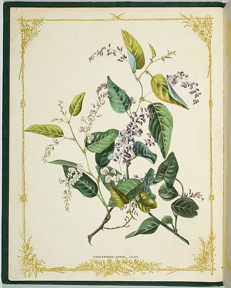 Artist: b'De Mole, Fanny.' | Title: b'Hardenbergia-ovata [lilac].' | Date: 1861 | Technique: b'lithograph, printed in black ink, from one stone; hand-coloured'