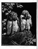 Artist: b'LINDSAY, Lionel' | Title: b'Owls' | Date: 1932 | Technique: b'wood-engraving, printed in black ink, from one block' | Copyright: b'Courtesy of the National Library of Australia'