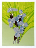 Artist: letcher, William. | Title: Wild Iris. | Date: 1979 | Technique: screenprint, printed in colour, from multiple stencils | Copyright: With the permission of The William Fletcher Trust which provides assistance to young artists.