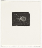 Artist: Myshkin, Tanya. | Title: Dried mouse | Date: 1990 | Technique: wood-engraving, printed in black ink, from one boxwood block