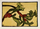 Artist: b'OGILVIE, Helen' | Title: b'Kangaroo paws' | Technique: b'linocut, printed in colour, from multiple blocks'