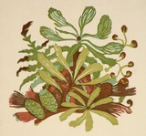 Artist: OGILVIE, Helen | Title: Greeting card: Banksia. (Print designed as christmas card) | Date: c.1951 | Technique: linocut, printed in colour, from multiple blocks
