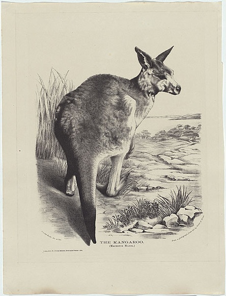 Artist: b'Scott, Harriet.' | Title: b'The Kangaroo (Macropus major).' | Date: 1868 | Technique: b'lithograph, printed in black ink, from one stone'