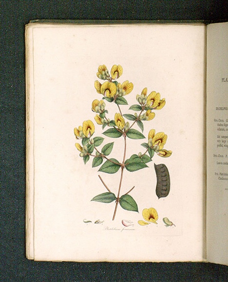 Title: b'Platylobium formosium [Orange flat-pea].' | Date: 1793 | Technique: b'engraving, printed in black ink, from one copper plate; hand-coloured'