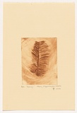 Artist: Napanangka Gibson, Nancy. | Title: Yirrinji | Date: 2004 | Technique: drypoint etching, printed in brown ink, from one perspex plate