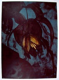 Artist: b'Maguire, Tim.' | Title: b'(blue flower)' | Date: 1993 | Technique: b'lithograph, printed in colour, from four stones' | Copyright: b'\xc2\xa9 Tim Maguire'