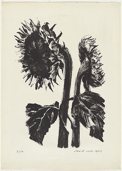 Artist: b'Rose, David.' | Title: b'Sunflowers' | Date: 1964 | Technique: b'lithograph, printed in black ink, from one stone'