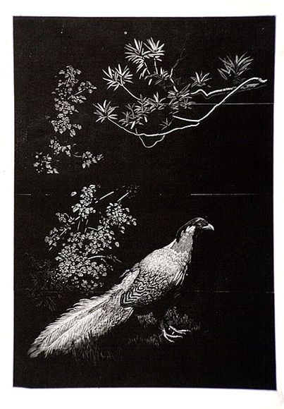 Artist: b'LINDSAY, Lionel' | Title: b'Silver pheasant' | Date: 1936 | Technique: b'wood-engraving, printed in black ink, from one block' | Copyright: b'Courtesy of the National Library of Australia'