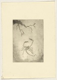 Artist: Lempriere, Helen | Title: not titled [Shrimp] | Date: c.1964 | Technique: aquatint, printed in black ink, from one plate
