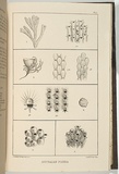 Title: Australian polyzoa. | Date: 1860 | Technique: lithograph, printed in black ink, from one stone