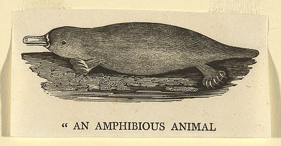 Artist: b'Bewick, Thomas' | Title: b'An amphibious animal.' | Date: 1800 | Technique: b'wood-engraving, printed in black ink, from one block'