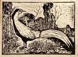 Artist: Taylor, John H. | Title: The worried pheasant | Date: 1967 | Technique: linocut, printed in black ink, from one block