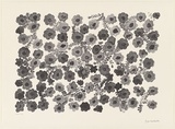 Artist: b'Huddleston, Joyce.' | Title: b'not titled (flowers)' | Date: 2000, November | Technique: b'lithograph, printed in black ink, from one aluminium plate'