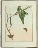 Artist: b'Lewin, J.W.' | Title: b'Bombyx lewinae' | Date: 01 June 1803 | Technique: b'etching, printed in black ink, from one copper plate; hand-coloured'