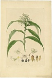 Artist: b'Bauer, Ferdinand.' | Title: b'Aneilema crispata.' | Date: 1806-13 | Technique: b'engraving, printed in colour, from one plate; hand-coloured; letterpress'