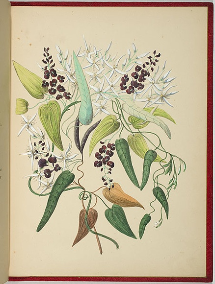 Artist: b'WALKER, Annie' | Title: b'Hardenbergia (kennedya) monophylla [blue creeper] and clematis glycinoides [wood-bine].' | Date: 1887 | Technique: b'lithograph, printed in black ink, from one stone; hand-coloured'