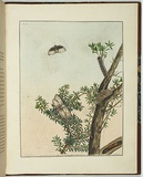 Artist: Lewin, J.W. | Title: Cryptophasa pultenoe | Date: 08/04/1803 | Technique: etching, printed in black ink, from one copper plate; hand-coloured